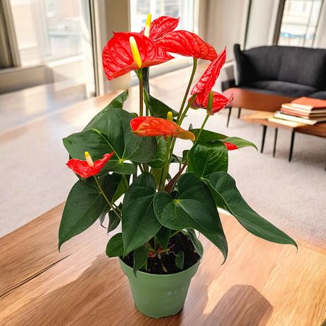 Gardenaria Anthurium andreanum 'Madural' - Pianta da interno ornamentale - Altezza: 50 cm (vaso 14)