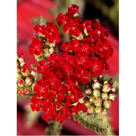 Achillée millefeuille 'Red Velvet' Godet de 8/9 cm