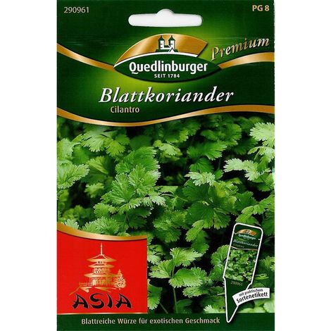 Quedlinburger Blattkoriander Cilantro - Premium Kräutersamen (1/2)