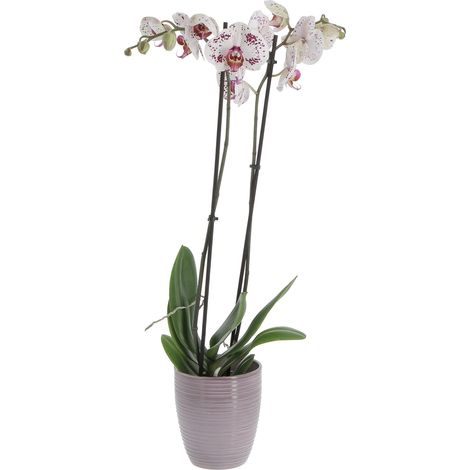 Orchidea Phalaenopsis Bicolore con Vaso in Ceramica Glass Malva - Piante da Interno Vere Fiorite - H 60-70 cm Vaso Ø 12 cm (1/4)