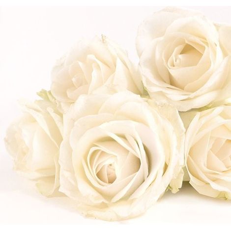 Braun & Company Servietten Elegant Rose, 33 x 33 cm 20er Pack Tischservietten