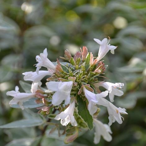 Abelia Lucky Lots® 'Wewo2', Abélia à grandes fleurs/Pot de 7,5L - 40/60 cm (1/5)
