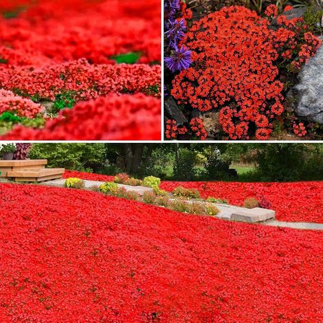 Thym Aromatique – 40000 Graines pour Jardin et Cuisine, Culture Simple et Floraison Durable, Rouge (1/5)