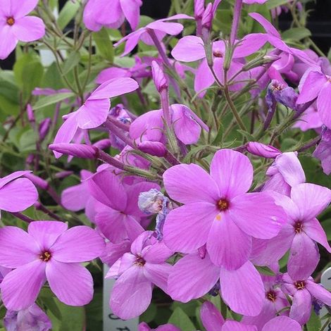 4 x Phlox rampant  - Phlox stolonifera 'Pink Ridge'  - godet 9x9 (1/4)
