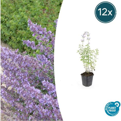 Lot de 12 Nepeta Walker's Low Plantes Vivaces Couvre-sol Fleurs Bleu Lavande Hauteur 10-25 cm - PANGIVO