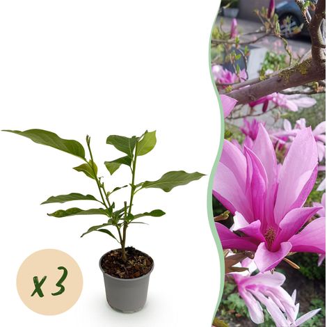 Lot de 3 Magnolias Susan Arbuste de Jardin Fleurs Roses Violettes Pot 12 cm Hauteur 30 cm - PANGIVO (1/5)