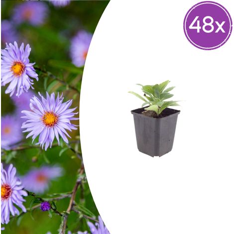 Lot de 48 Aster frikartii 'Mönch' - Plante Vivace à Floraison Longue - Bleu Violacé - Ø 9 cm - PANGIVO (1/5)