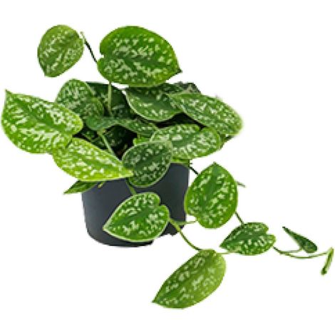 Scindapsus Pictus Argyraeus Plante Verte d'Intérieur Pot Ø12 cm Hauteur 20 cm Feuillage Argenté - PANGIVO (1/4)