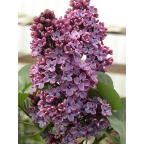 Lilas commun 'Souvenir de Louis Spaeth' Pot de 7,5L/10L