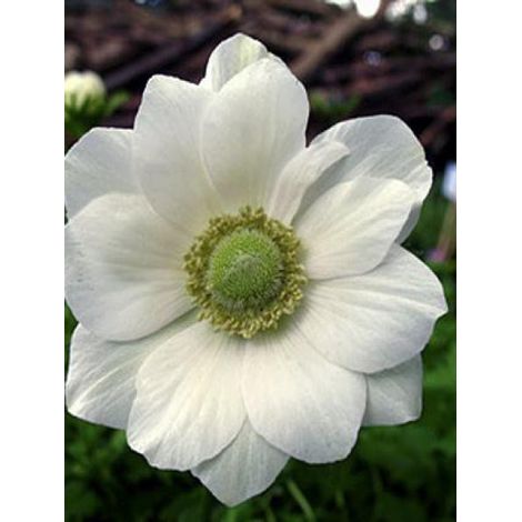 Anémone de Caen, Anémone des fleuristes 'The Bride' Bulbe calibre 5/6 (par 10) (1/4)