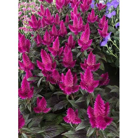 1 PIANTA DI CELOSIA CARACAS VASO 12CM