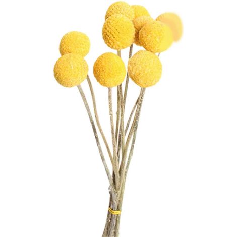 Lot de 10 fleurs séchées naturelles pour la décoration intérieure et les compositions florales-1.5 to 2.5cm