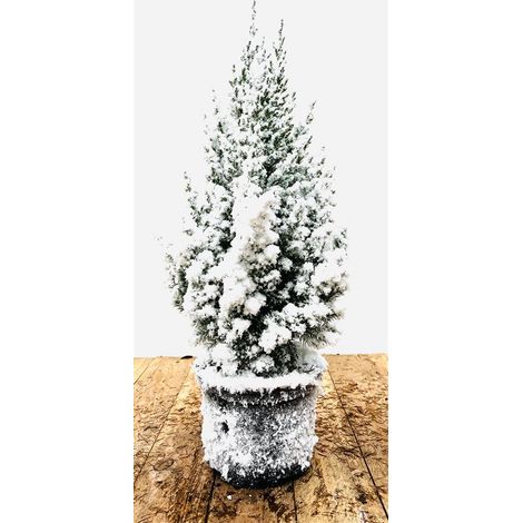 Blauer Kegel-Mooswacholder 'Stricta' Juniperus chinensis 'Stricta' 2L 20- 30 (1/5)
