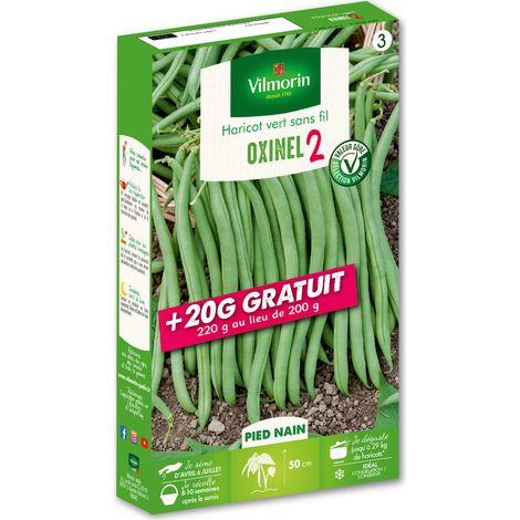 Vilmorin – Haricot nain vert mangetout Oxinel 2 – Résistant aux maladies – Gousses charnues sans fil – Récolte facile (1/3)
