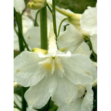 Pied d'Alouette belladone 'Casablanca' Godet de 7/8 cm (1/3)