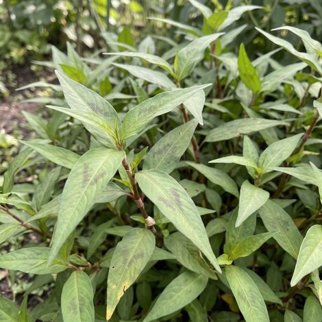Coriandre vietnamienne (Persicaria odorata)