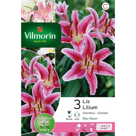 Vilmorin Lys Stargazer (x3) (1/3)