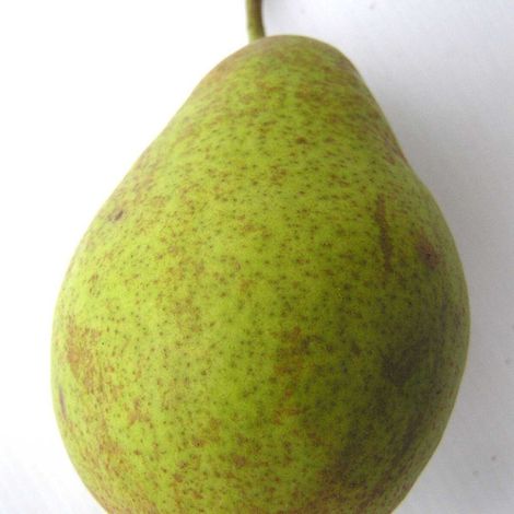 Poirier Louise Bonne d'Avranche/Pot de 15L - 1/2 tige - 150/175 cm (1/5)