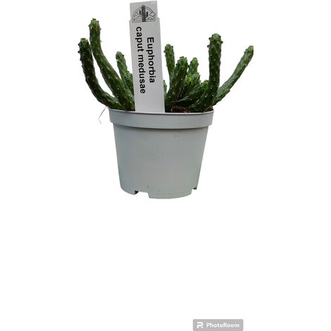 Euphorbia Caput medusae, pianta grassa foto reali