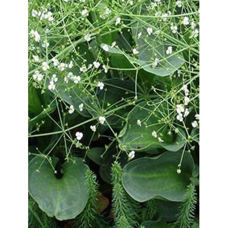 Plantain d'eau parviflora Godet de 8/9 cm (1/4)