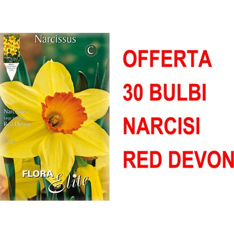 OFFERTA 30 BULBI NARCISO LARGE-CUPPED RED DEVON BULBS BULBES