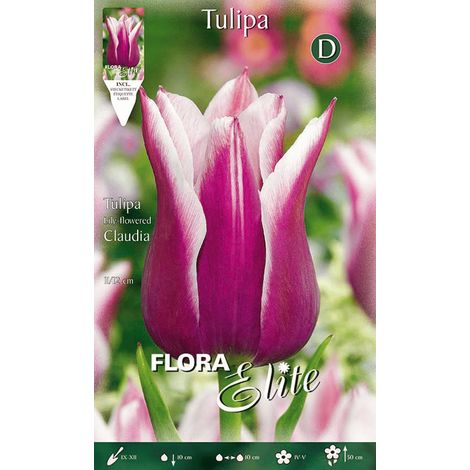TULIPANO LILYFLOWERING CLAUDIA CONFEZIONE DA 7 BULBI AUTUNNALI BULBS