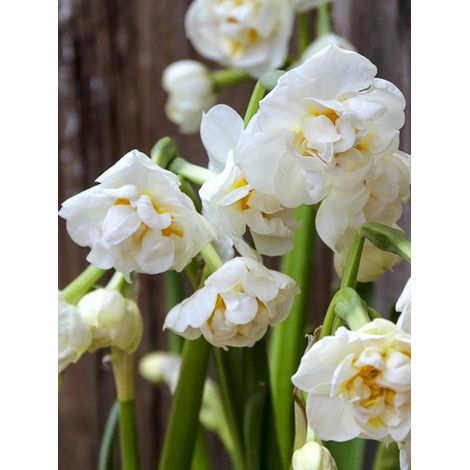 Narcisse multiflore 'Bridal Crown' Bulbe calibre 14/16 (par 10) (1/2)