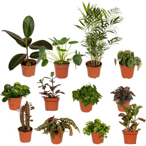 Lot de 12 Plantes Vertes et Fleuries Mélange Varié Formes Uniques Pot Ø 12 cm - PANGIVO (1/5)