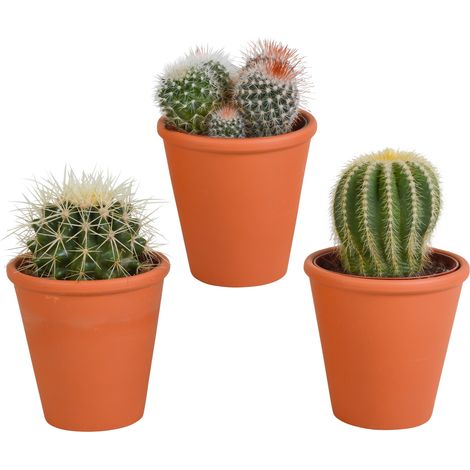 Lot de 3 Cactus Sphériques Variés en Pot de Terre Cuite - Décoration Intérieure - 8,5 cm - PANGIVO (1/5)