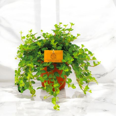 Gardenaria Peperomia rotundifolia - Pianta da interno ornamentale - Altezza: 25 cm (vaso 15) (1/5)