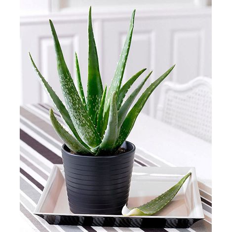 ALOE VERA IN VASO 12CM