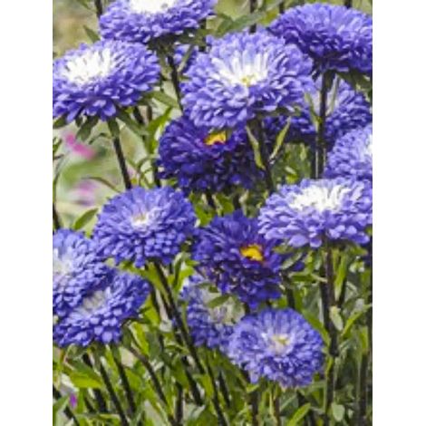 Reine-marguerite 'Garden Hit Blue Tipped White' le sachet de 300 graines (0,8g) (1/2)