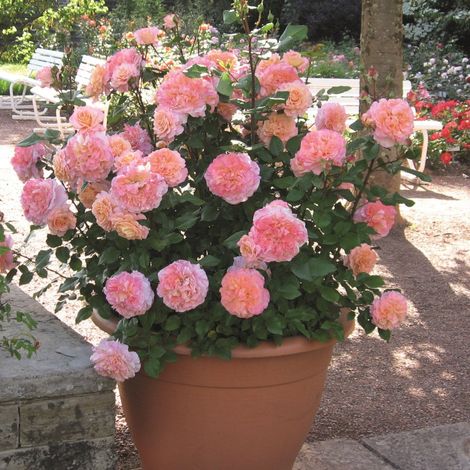 Gardenaria Rosa 'Augusta Luise' - Rosa da giardino - Altezza: 40/50 cm (vaso20) (1/3)