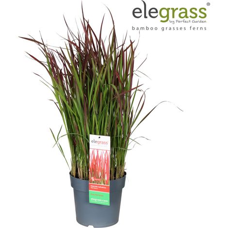 Herbe sanglante Red Baron 40/50cm Pot 23cm - Imperata cylindrica Red Baron