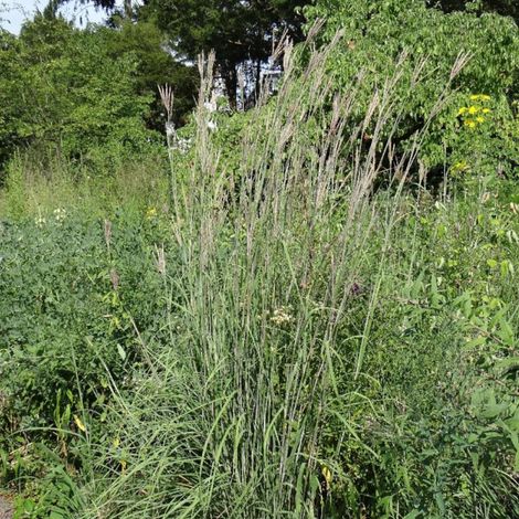 Andropogon gerardii/Godet