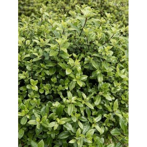 Pittospore à petites feuilles 'Midget' Pot de 2L/3L (1/2)