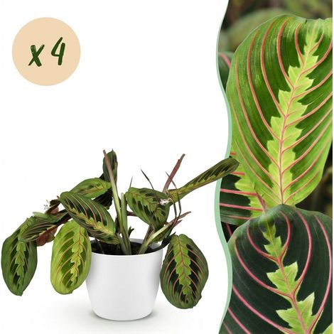 Lot de 4 Plantes d'Intérieur Maranta Fascinator Tricolour et Amies des Animaux Pots Blancs 25 cm - PANGIVO (1/5)