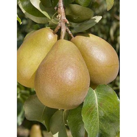 Poirier 'Beurré Hardy' Pot de 7,5L/10L, Gobelet (1/3)