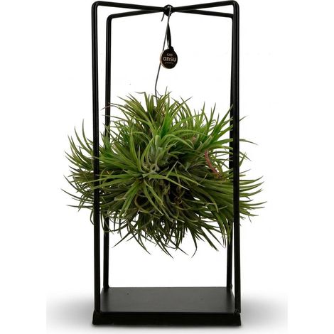 Tillandsia Plante Aérienne avec Support Décoratif pour Intérieur - Ø 14 cm - Hauteur 37 cm - PANGIVO (1/4)