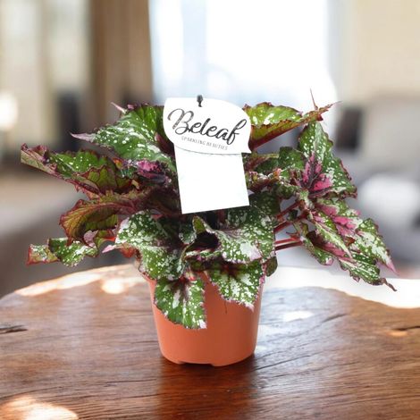 Gardenaria Begonia rex 'Alaska Creek' - Pianta da interno ornamentale - Altezza: 32 cm (vaso 17) (1/4)