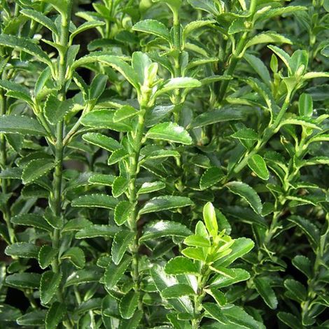 1 PIANTA DI EUONYMUS JAPONICUS MICROPHYLLUS VASO 13CM