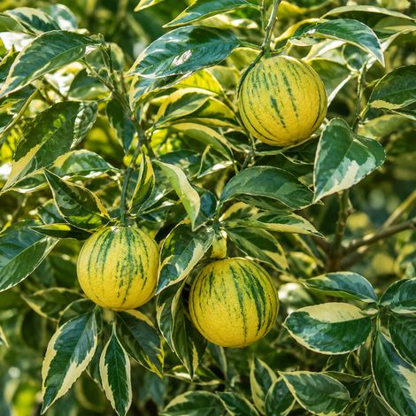 Gardenaria Arancio Variegato - Citrus sinensis 'Variegata' - Pianta di agrume da frutto in vaso - Altezza: 70/80 cm (vaso 22) (1/3)