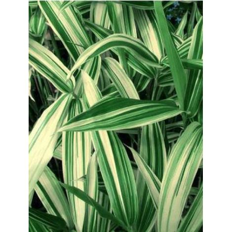 Sasaella masamuneana 'Albostriata' Pot de 2L/3L