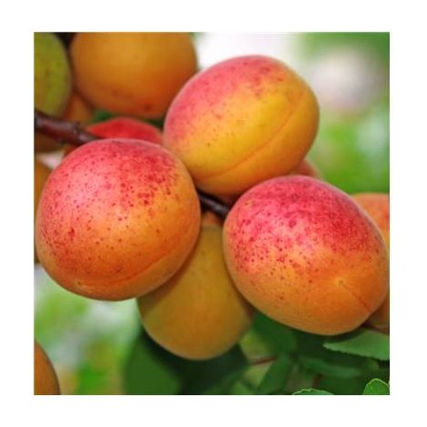 ABRICOTIER POLONAIS - Arbres fruitiers - LE SCION GREFFE