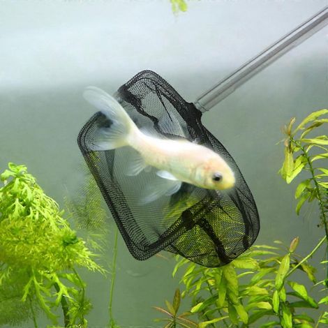 Épuisette d'aquarium à mailles fines, résistante, extensible, avec manche en acier inoxydable, idéale pour la pêche de petits poissons et de crevettes - Blanc (1/4)