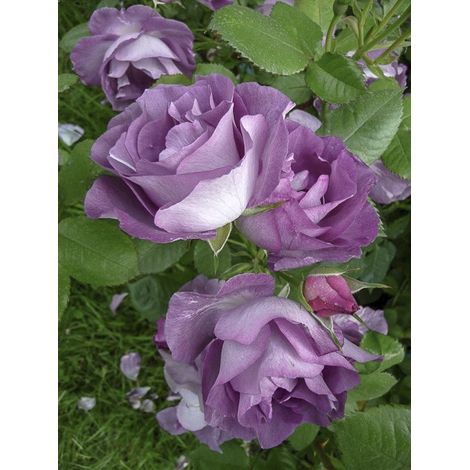 Rosier à fleurs groupées 'Pacific Dream' Pot de 4L/5L
