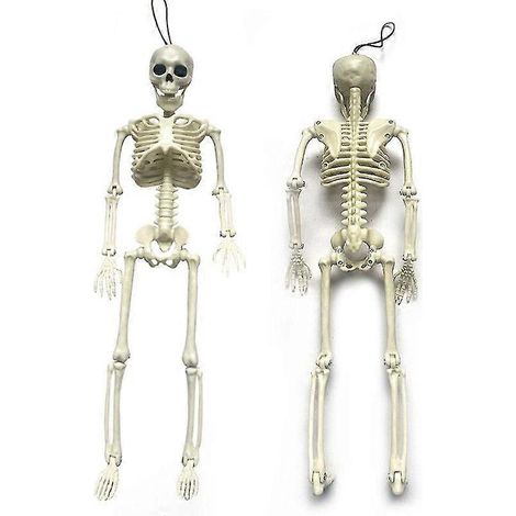 Modèle de squelette humain flexible de 40 cm de haut - Anatomie médicale grandeur nature (1/5)
