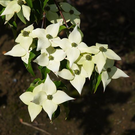 Cornouiller du Japon  - Cornus kousa 'Milky Way'  - 50-60 cm pot
