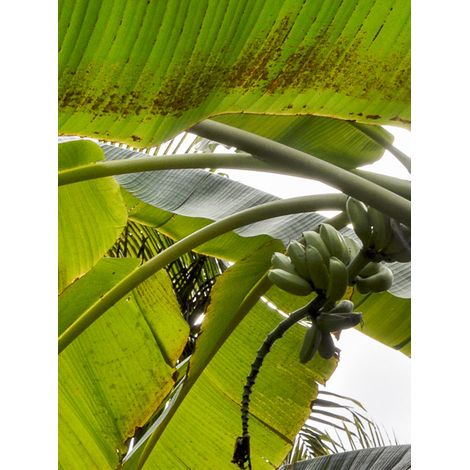 Babanier 'Mekong Giant' Pot de 2L/3L