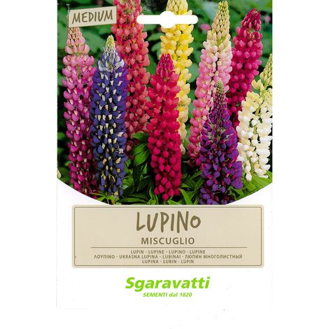 SEMI PER PRATO UNIVERSALE lupino perenne miscuglio Q.TA 20 lupino perenne miscuglio